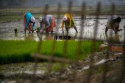 印度农业(印度农业以什么为主)