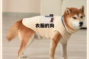 衣服的狗(衣服上的狗叫什么名字)