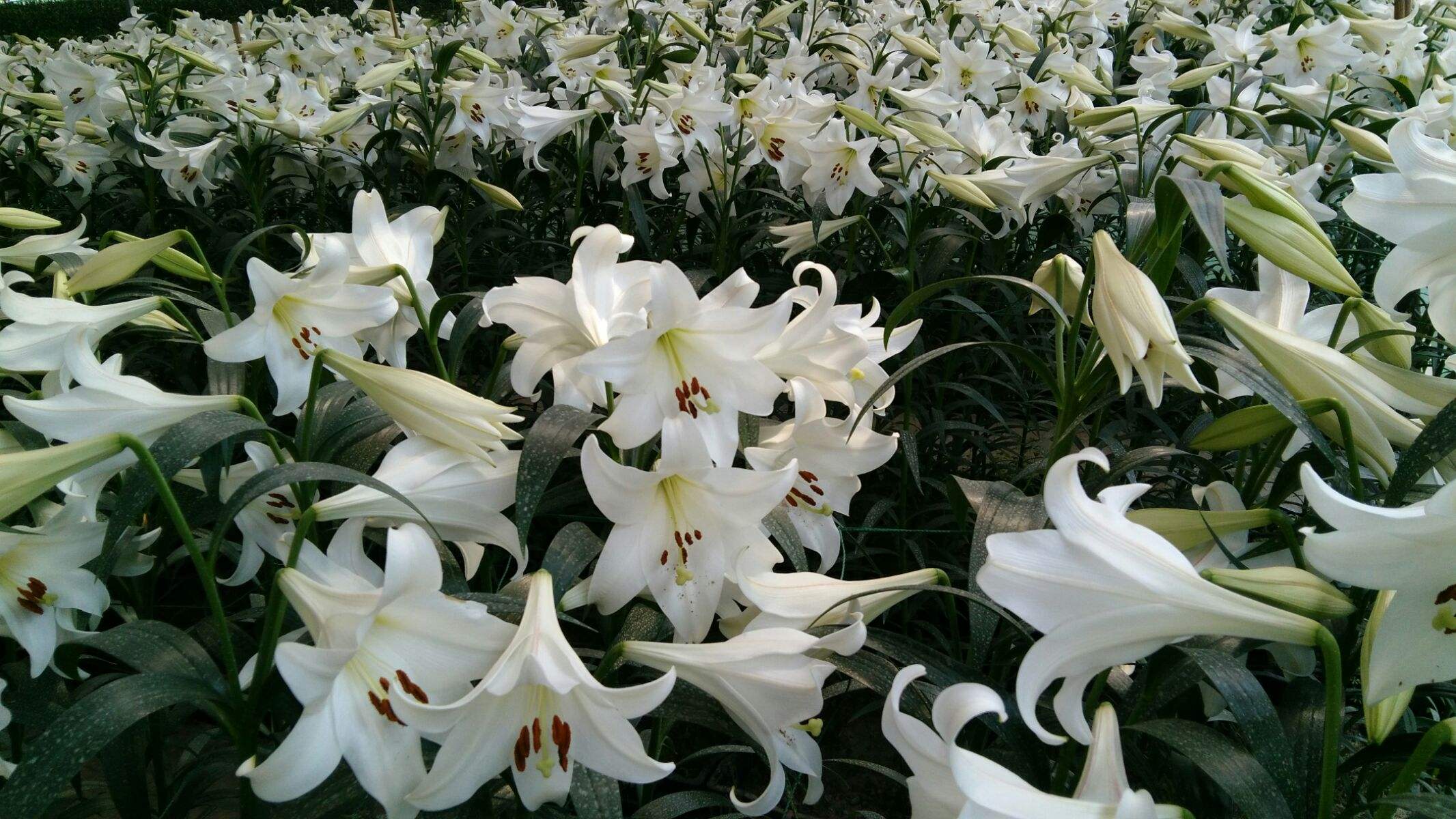 百荷(百合和银耳的功效)