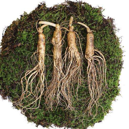 人参交易网(中国人参网·商城) 人参交易网(中国人参网·商城)