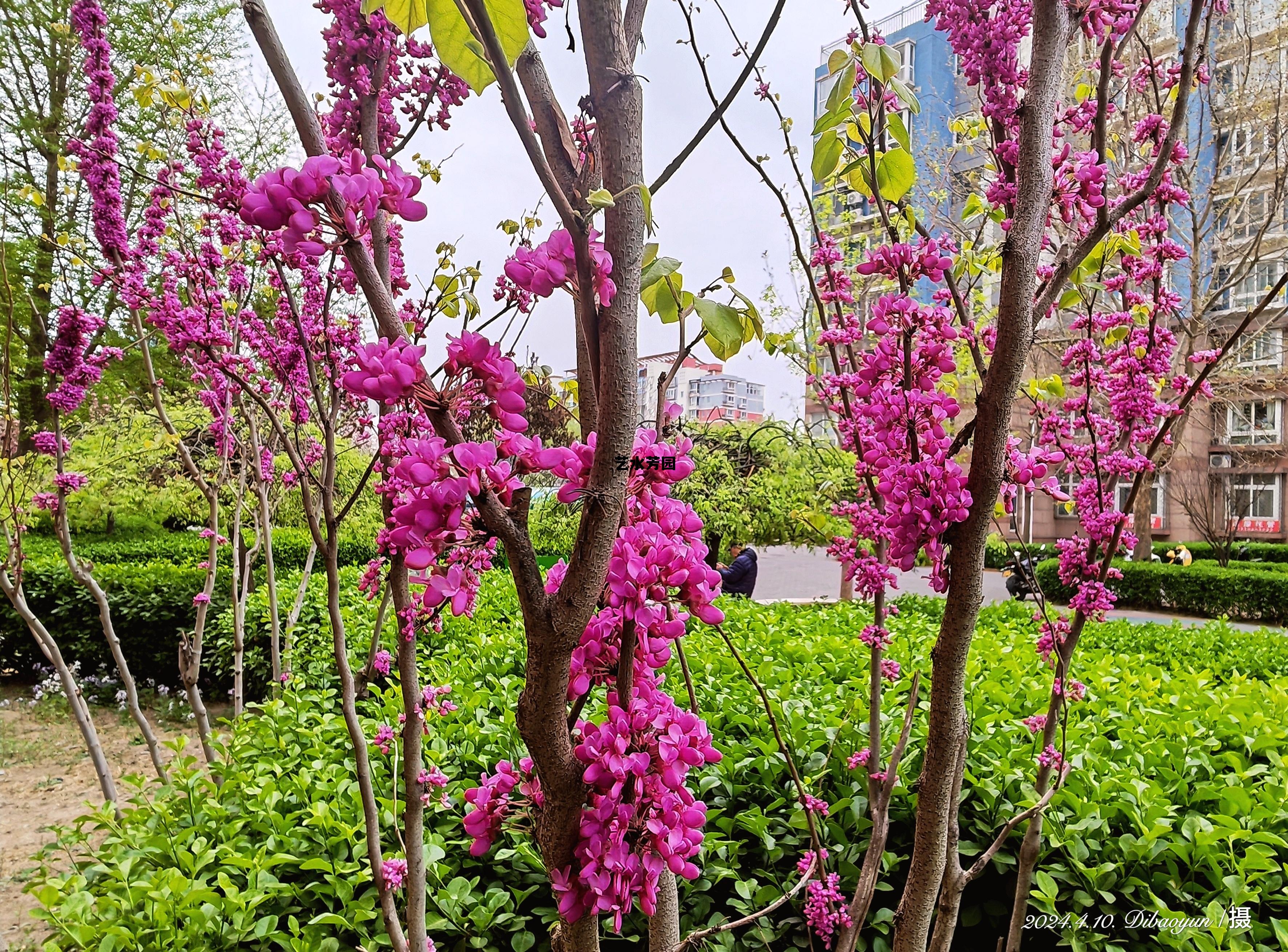 艺水芳园(艺水芳园二手房出售)