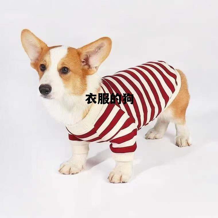 衣服的狗(衣服上有狗狗味道怎么去除)