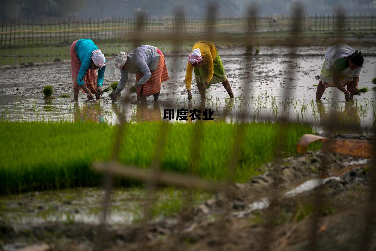 印度农业(印度农业以什么为主)